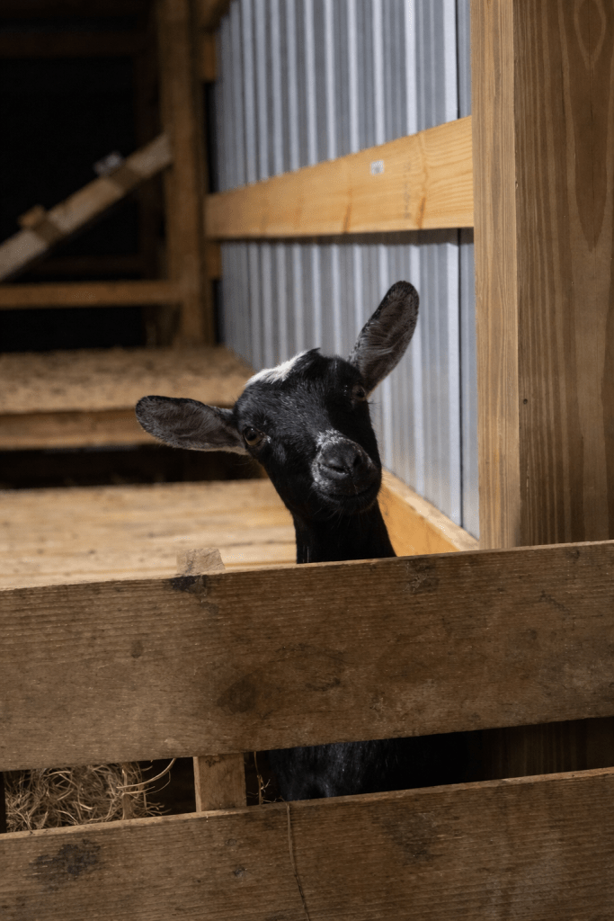 ab13f610-ecdb-494c-90c4-a4a1f78479b8